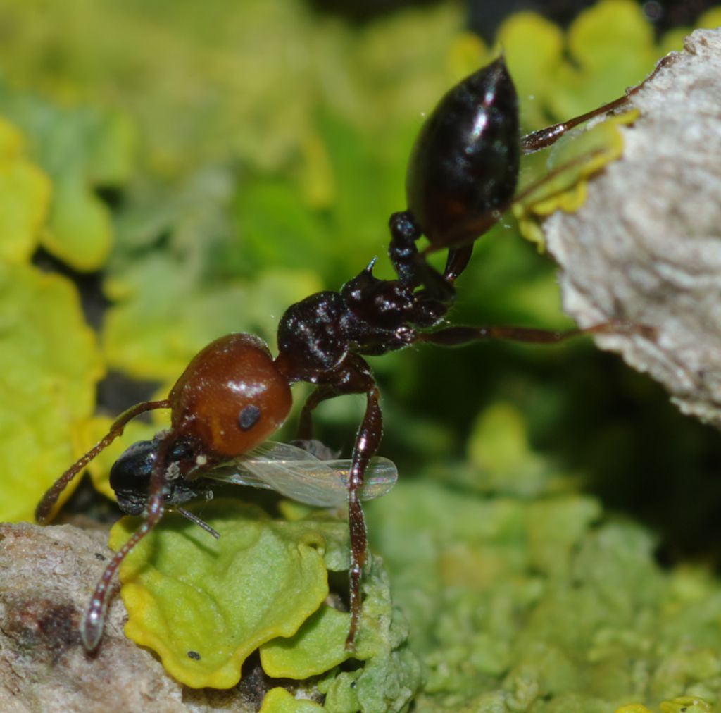 Crematogaster scutellaris